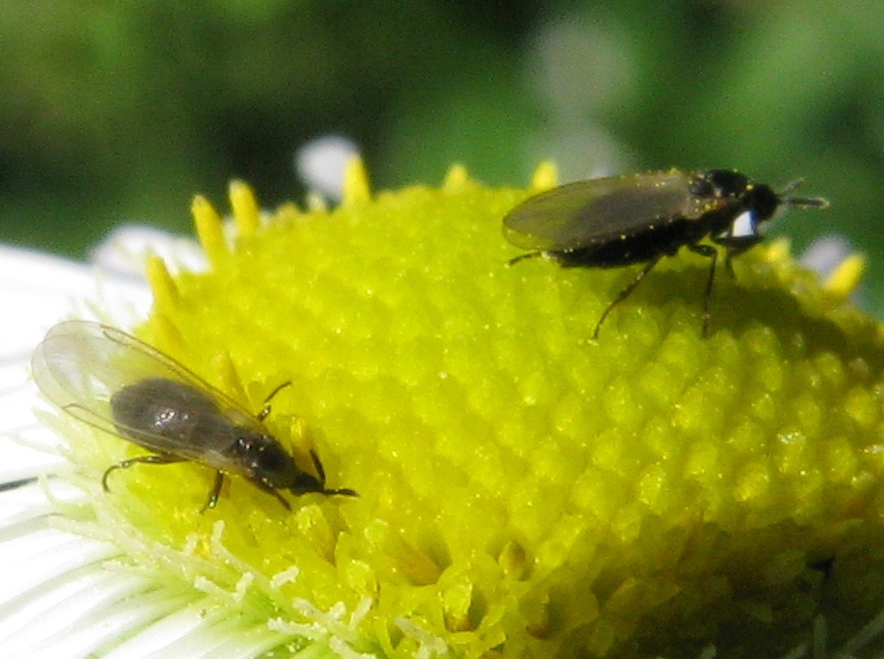 moscerini:Scatopsidae